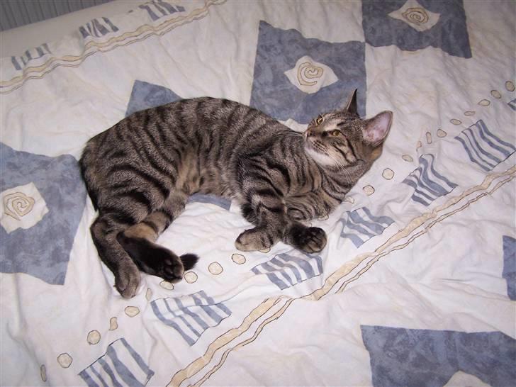 Huskat Musse billede 15