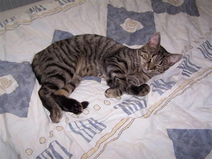 Huskat Musse billede 16