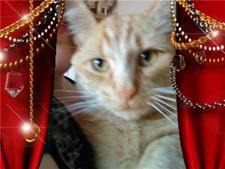 Huskat Garfild billede 12