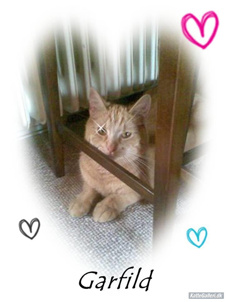 Huskat Garfild billede 13