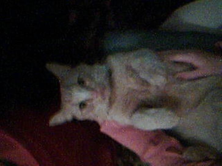 Huskat Garfild billede 15