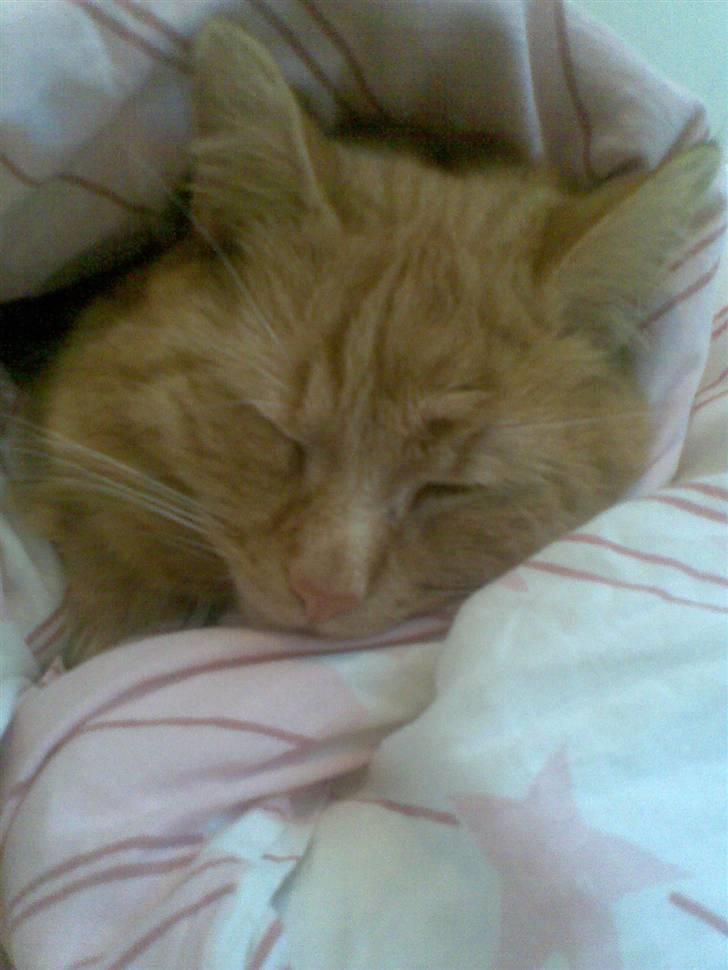 Huskat Garfild billede 16