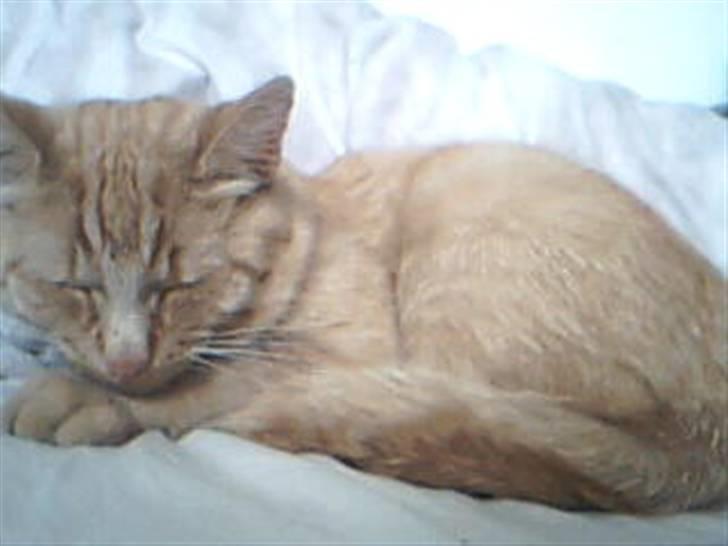 Huskat Garfild billede 17