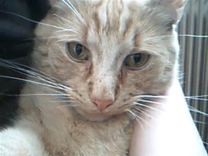 Huskat Garfild billede 18