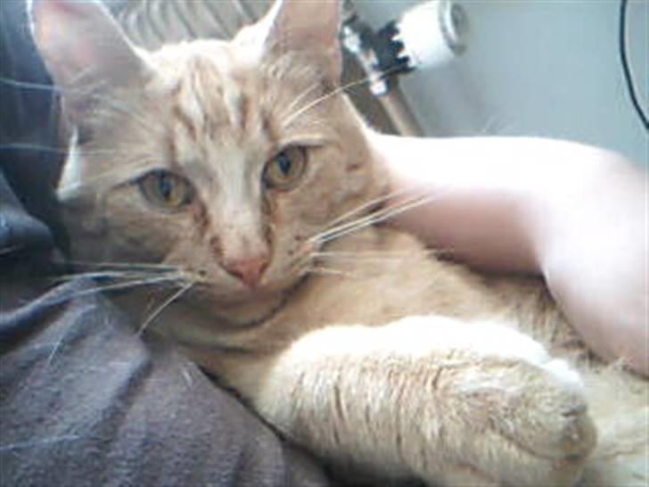 Huskat Garfild billede 19