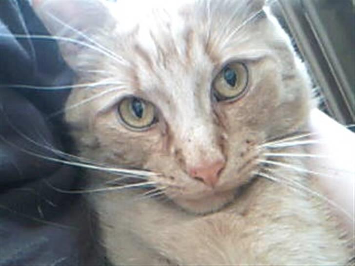 Huskat Garfild billede 20