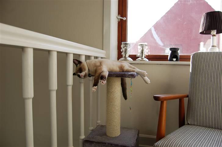 Huskat Lucca Lemon billede 10