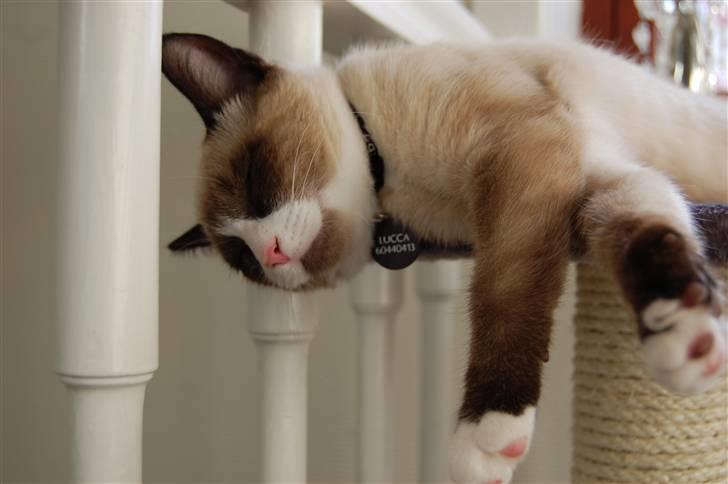 Huskat Lucca Lemon billede 11