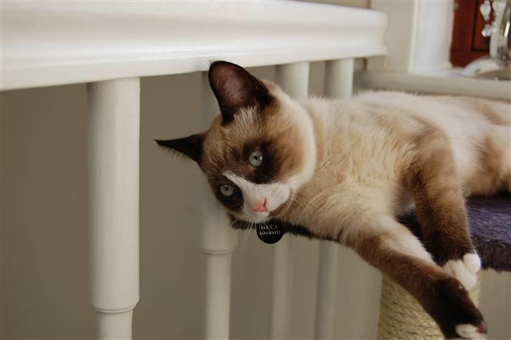 Huskat Lucca Lemon billede 12