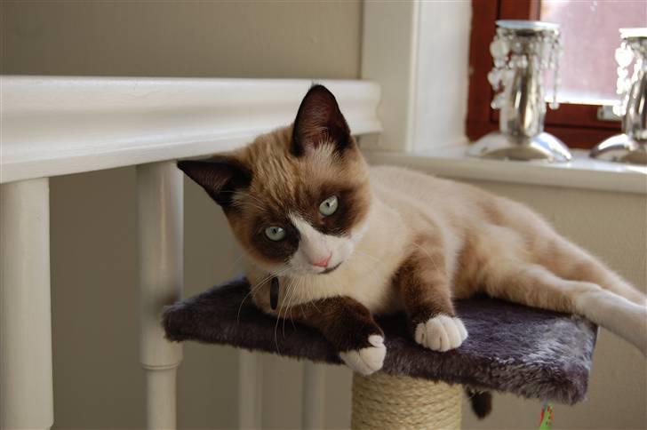 Huskat Lucca Lemon billede 13