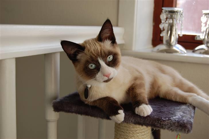 Huskat Lucca Lemon billede 14