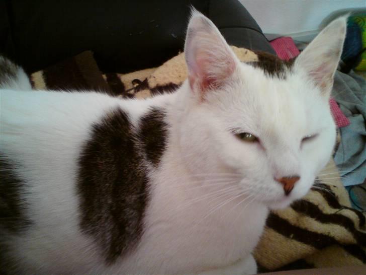 Blanding af racer Walter *Bor på Sjælland - Godmorgen (: billede 6