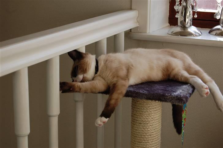 Huskat Lucca Lemon billede 15