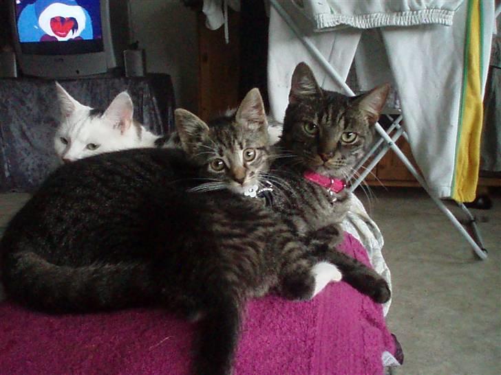 Blanding af racer Walter *Bor på Sjælland - Lidt a Walter, Tiger og Lucky hvor de alle 3 er samlet (: billede 7