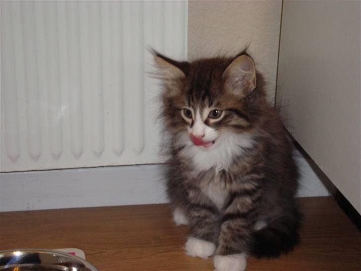 Norsk Skovkat Lord Nelson billede 9