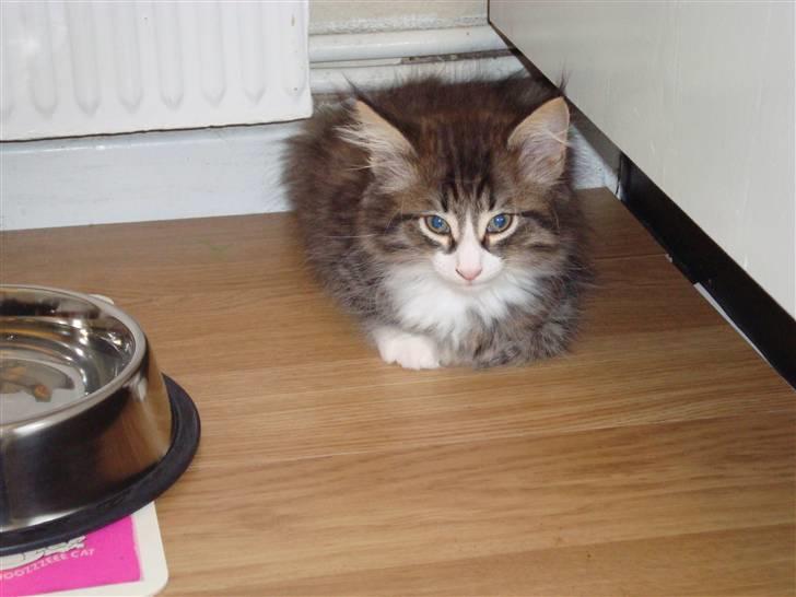 Norsk Skovkat Lord Nelson billede 10