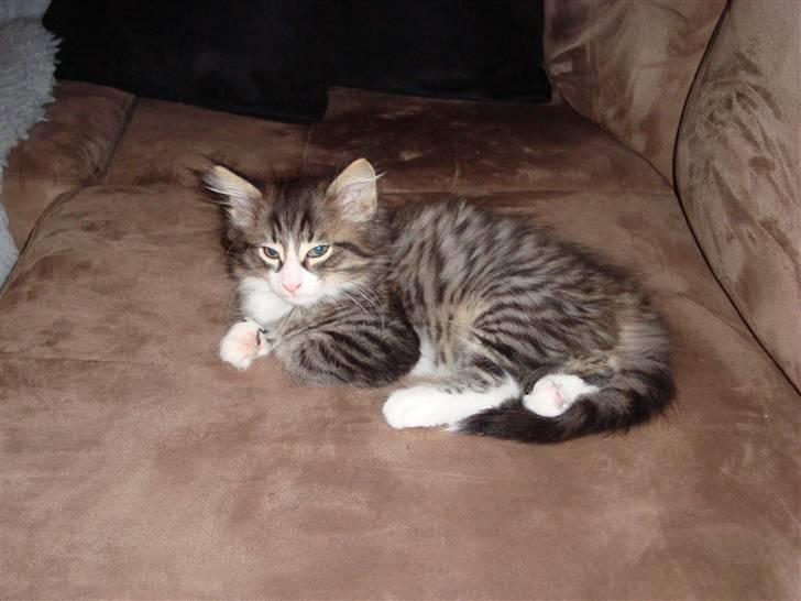 Norsk Skovkat Lord Nelson billede 11