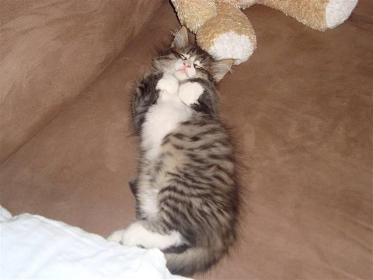 Norsk Skovkat Lord Nelson billede 12