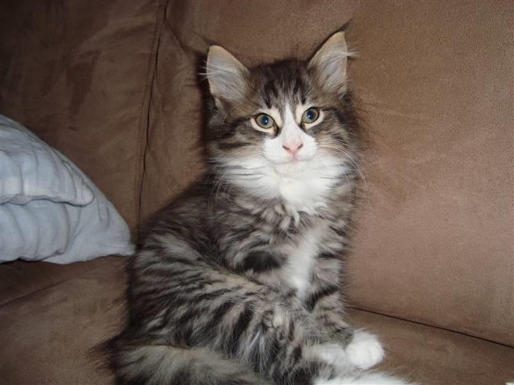 Norsk Skovkat Lord Nelson billede 13