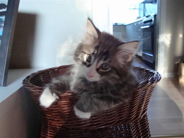 Norsk Skovkat Lord Nelson billede 14