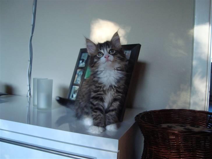 Norsk Skovkat Lord Nelson billede 15