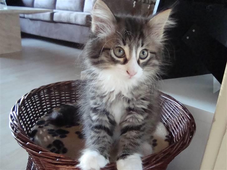 Norsk Skovkat Lord Nelson billede 16