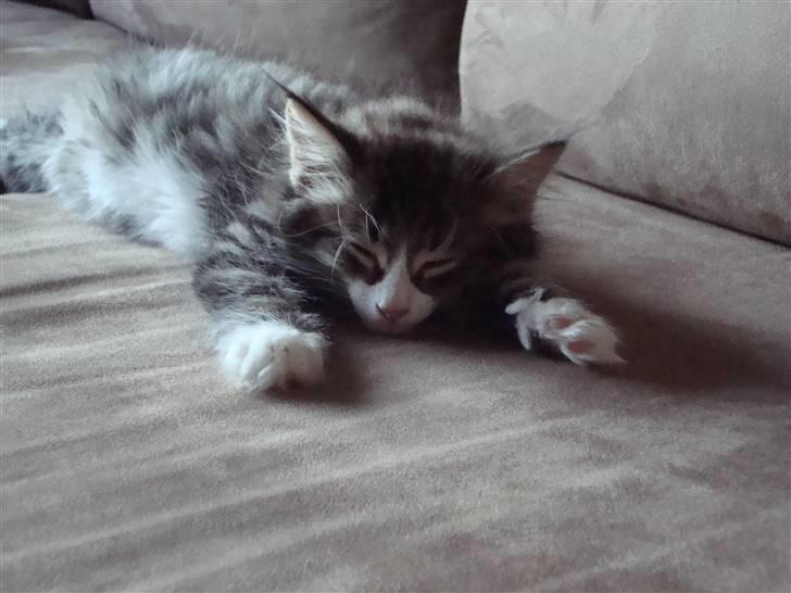 Norsk Skovkat Lord Nelson billede 17