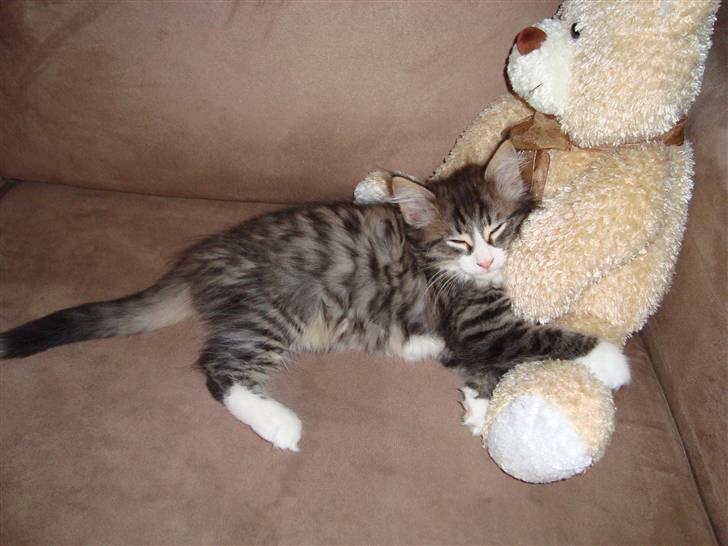 Norsk Skovkat Lord Nelson billede 18