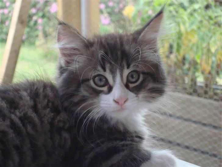 Norsk Skovkat Lord Nelson billede 19