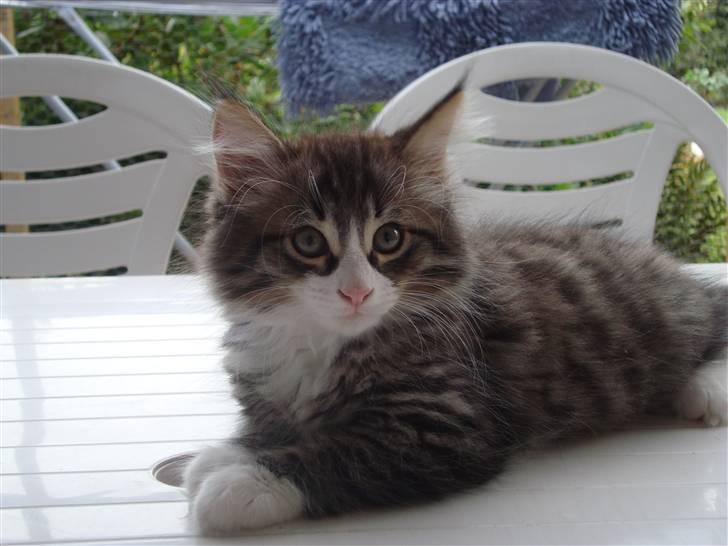 Norsk Skovkat Lord Nelson billede 20