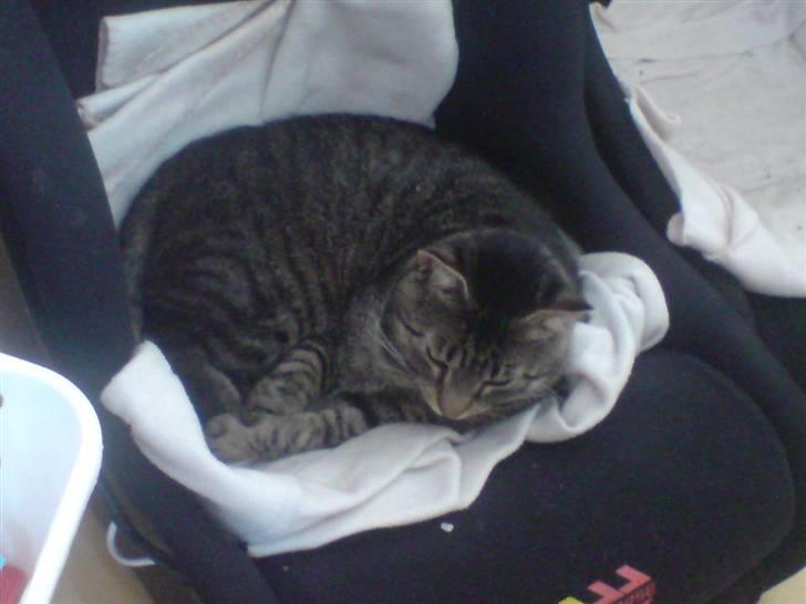 Blanding af racer Loui - Sover i ræser stol :) billede 16