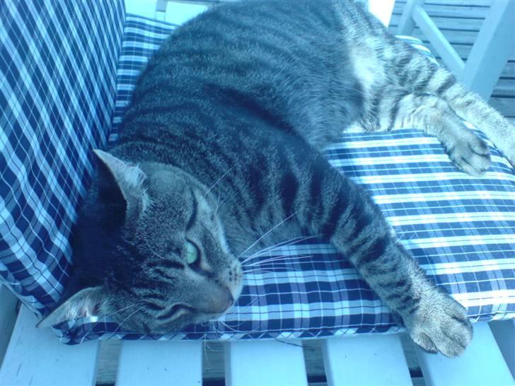 Blanding af racer Loui - zzz tar lie en lur billede 17