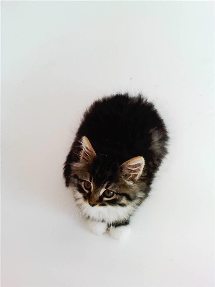 Blanding af racer Handske - min dejlige sko billede 1