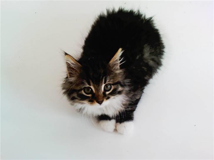 Blanding af racer Handske - tyksak billede 2