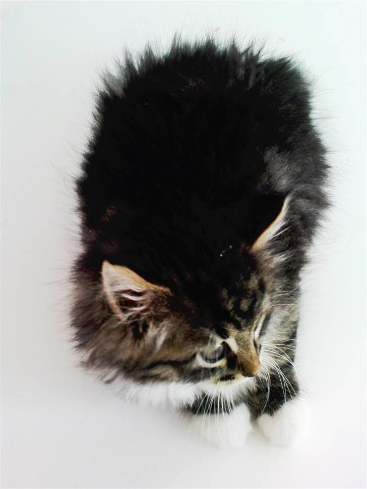 Blanding af racer Handske - fede katten? billede 3