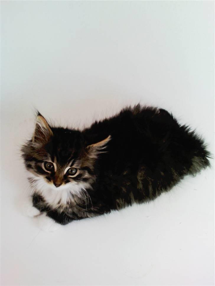 Blanding af racer Handske - china man billede 4