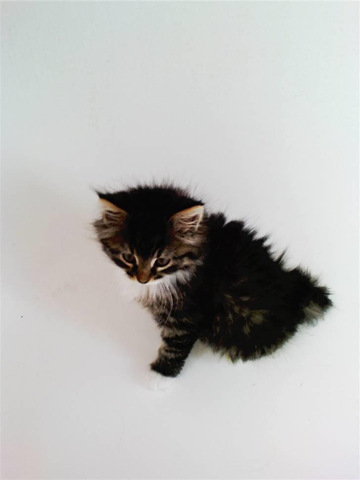 Blanding af racer Handske - modelkat ;) billede 5