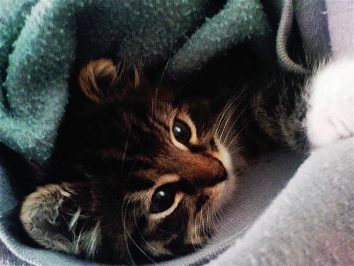 Blanding af racer Handske - træt damp kat billede 6