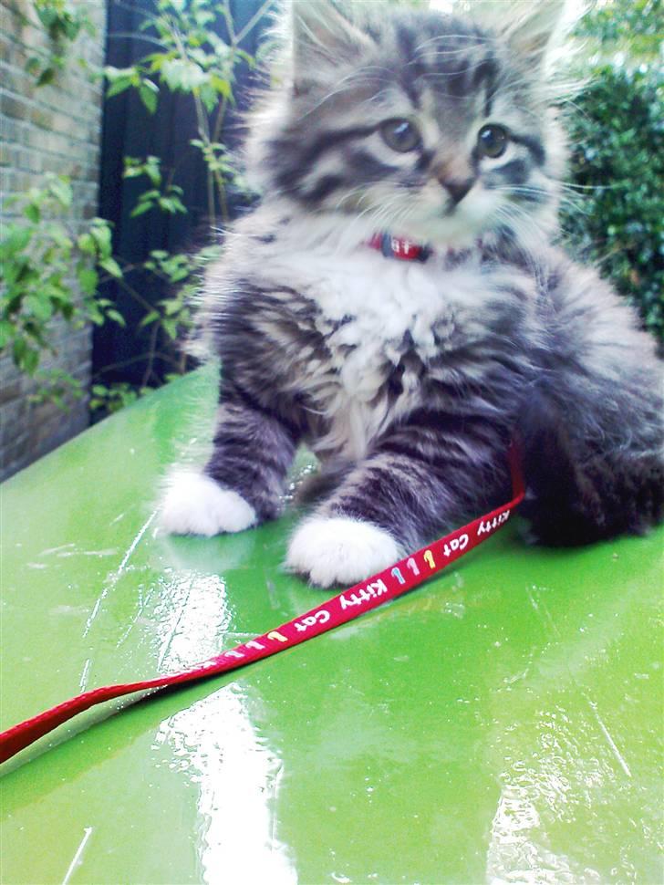 Blanding af racer Handske - tykke kina kat billede 7