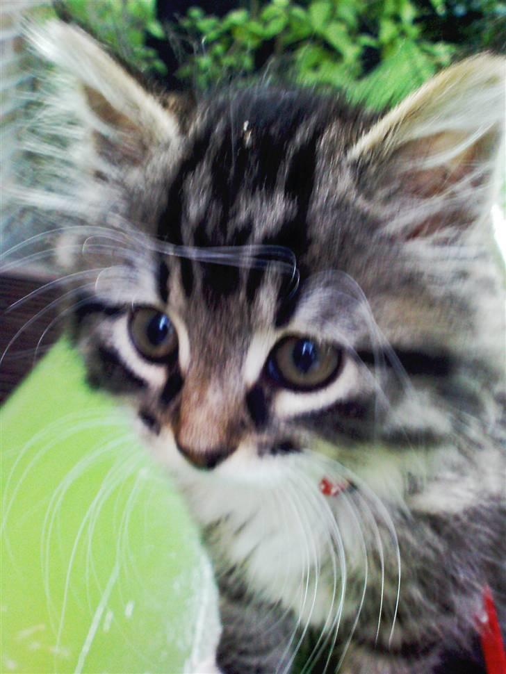 Blanding af racer Handske - handske billede 8