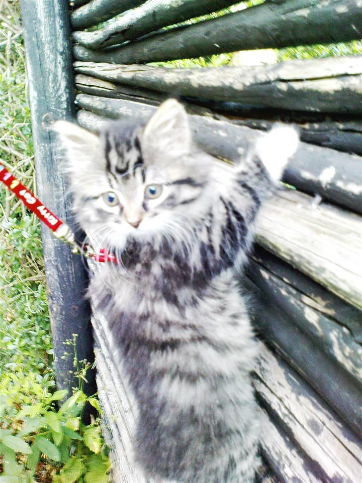 Blanding af racer Handske - Handsken´s flugtforsøg billede 9