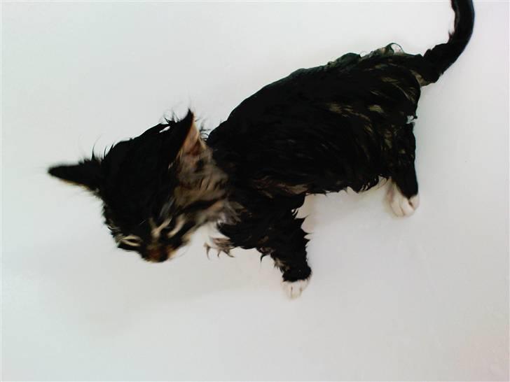 Blanding af racer Handske - våd kina kat billede 10