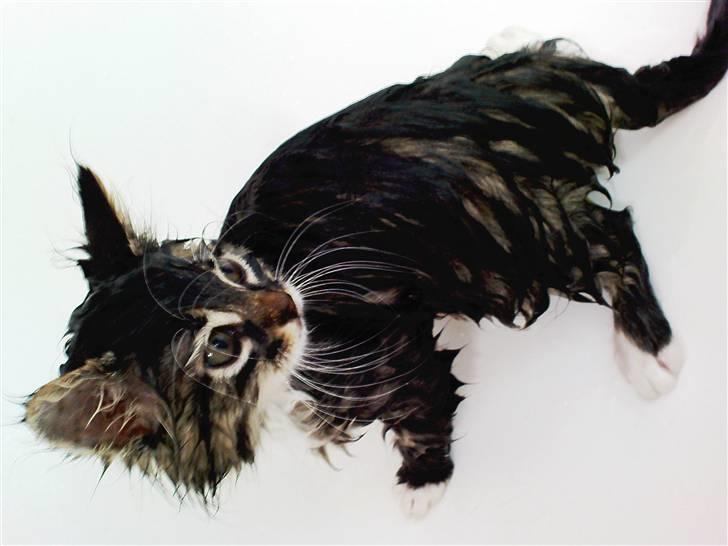 Blanding af racer Handske - våd kina kat billede 11