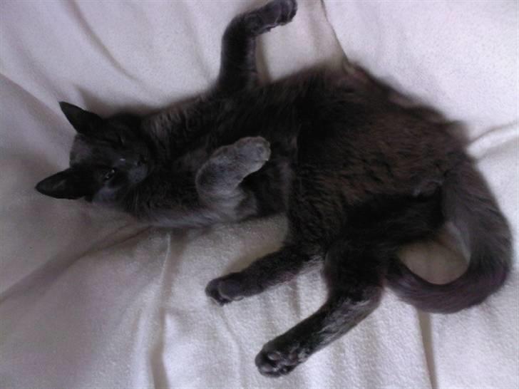 Blanding af racer Seavas billede 6