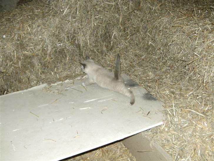 Blanding af racer Pjuske - hjælp lige før jeg glider  billede 8