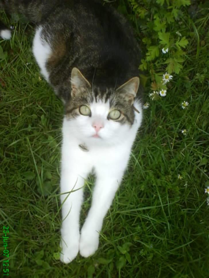 Huskat Laban billede 11