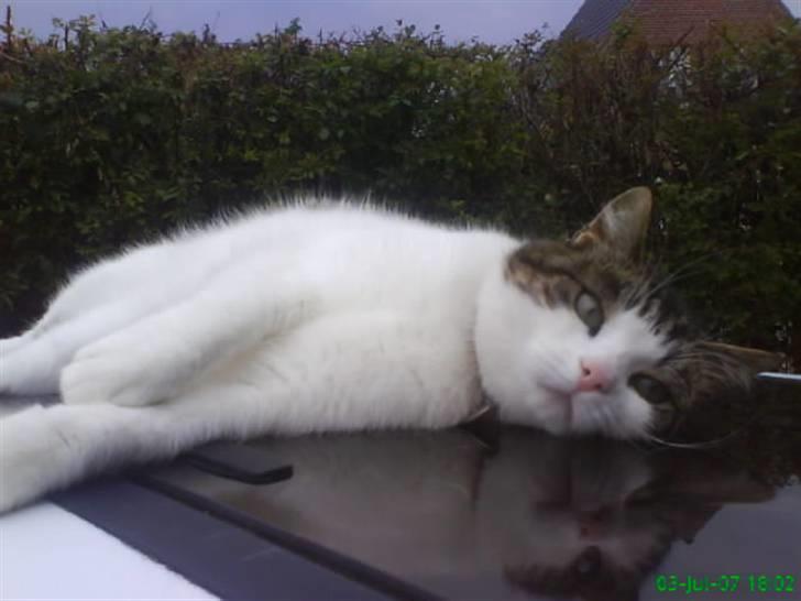 Huskat Laban billede 12