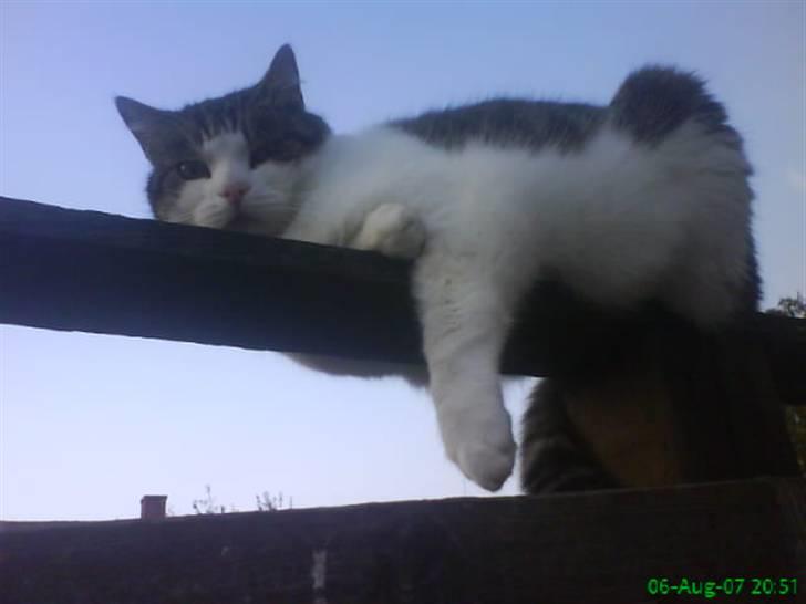 Huskat Laban billede 13