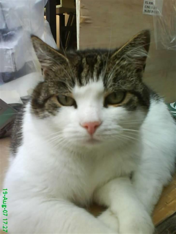 Huskat Laban billede 14