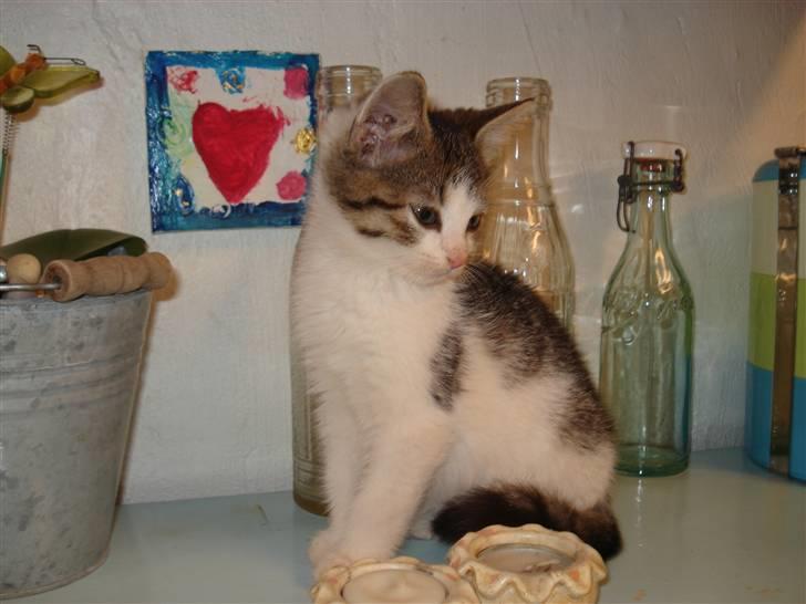 Huskat Trunte<3 - en meget lille trunte:) billede 5